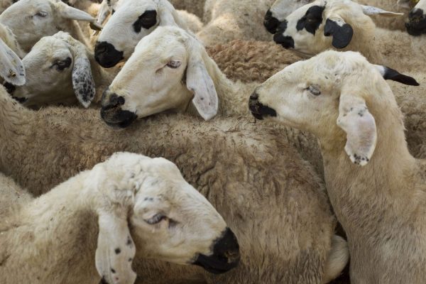 Mouton local: Plus cher que jamais !