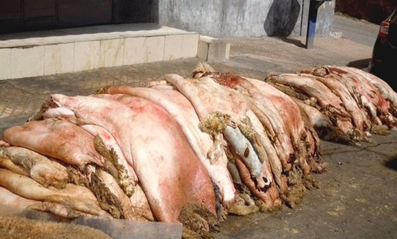 Aïd : Des applications pour la collecte des peaux de moutons