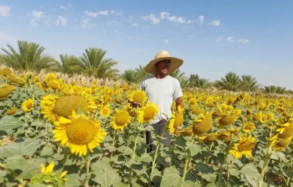 Culture du tournesol : Une récolte prometteuse attendue pour cette saison  